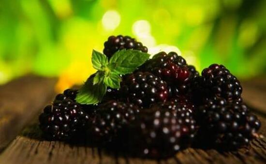 桑葚用什么酒泡最好，一斤桑葚泡幾斤白酒