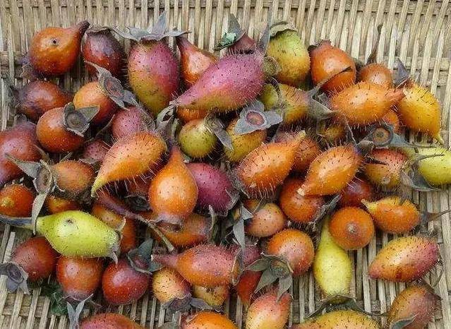 金櫻子如何泡酒最好，金櫻子泡酒的3大功效