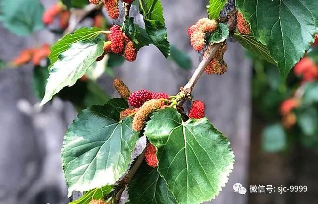 桑葚熟了，泡酒正當(dāng)時，滋補(bǔ)又好喝，配方和