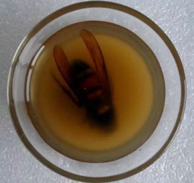 虎頭蜂泡酒有什么功效_虎頭蜂泡酒是喝還是擦_虎頭蜂泡白酒