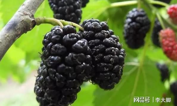 桑葚用來泡酒最好了，比葡萄酒好百倍，早晚