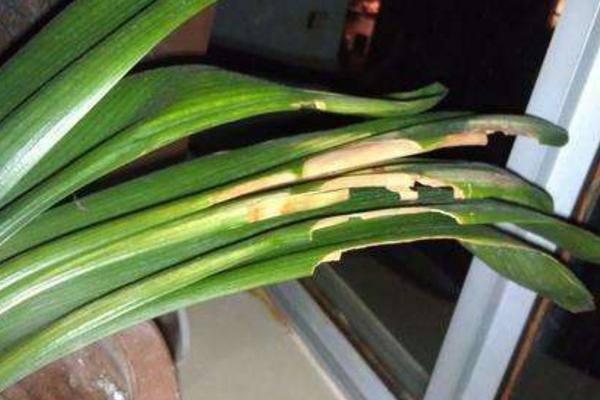 君子蘭澆啤酒有什么好處？怎么澆？多久澆一