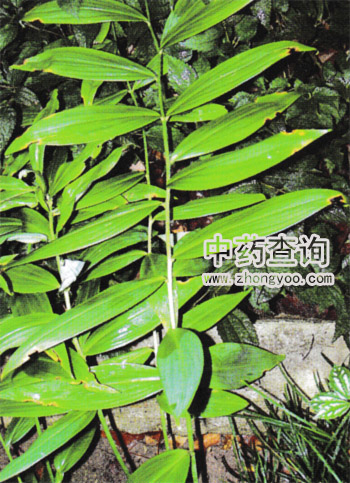 酒黃精的功效_酒黃精的功效_酒黃精的功效