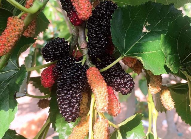 夏季做這個(gè)酒，泡酒食材一年才有一次，搭配