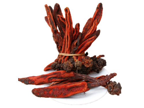 回春草的禁忌人群 回春草有毒性嗎