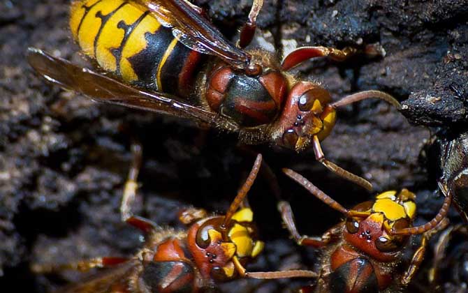 牛角蜂泡酒有什么功效？